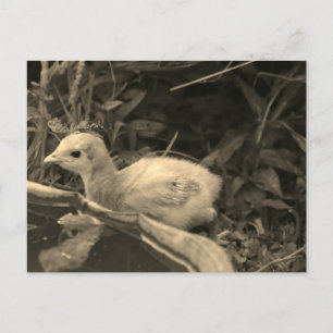 Watering Hole - Postcard