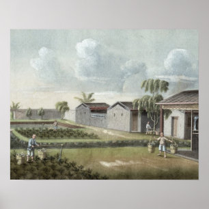 Watering tea plants (w/c on paper) poster