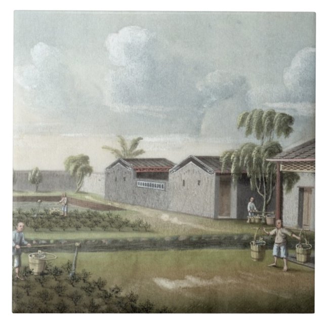 Watering tea plants (w/c on paper) tile (Front)