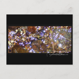 Waterlight postcard