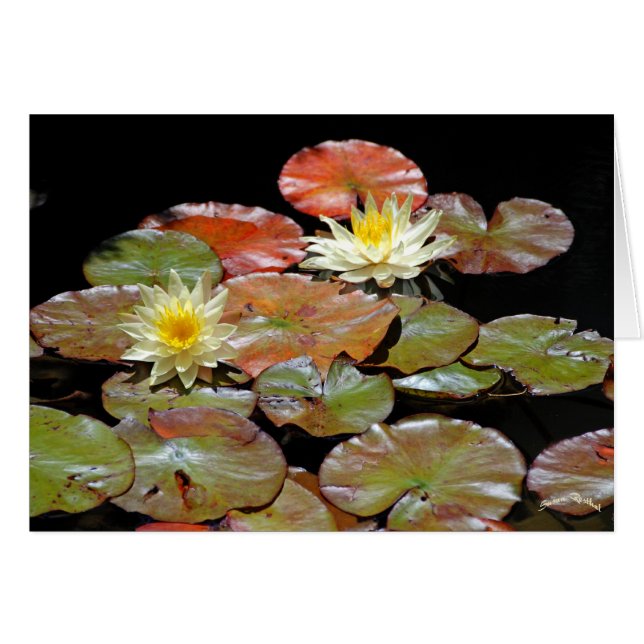 Waterlilies II (Front Horizontal)