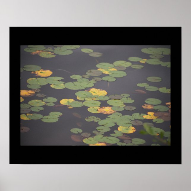 Waterlilies Photo Poster  (Front)