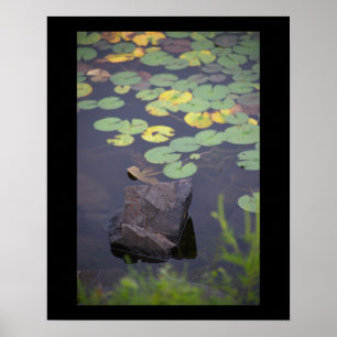 Waterlilies Photo Poster