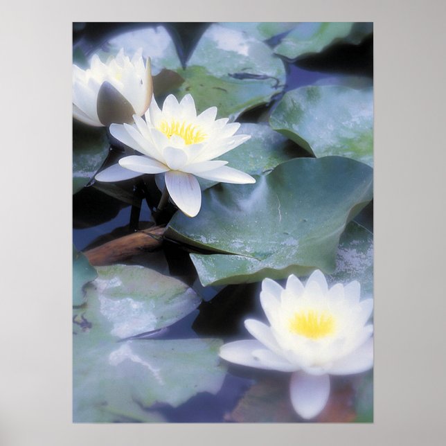 Waterlilies poster (Front)