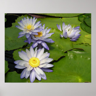 waterlilly poster