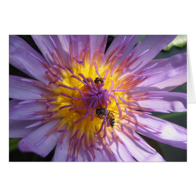 Waterlily (Front Horizontal)