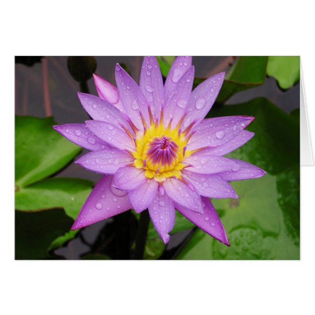 Waterlily (Front Horizontal)