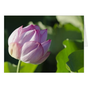 WaterLily