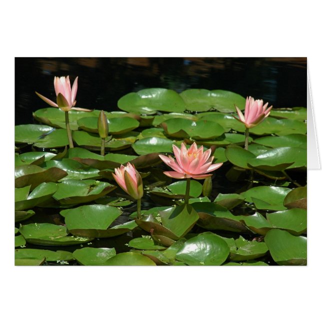 Waterlily 4 (Front Horizontal)