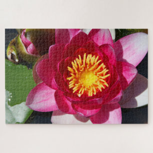 WaterLily CloseUp Jigsaw Puzzle