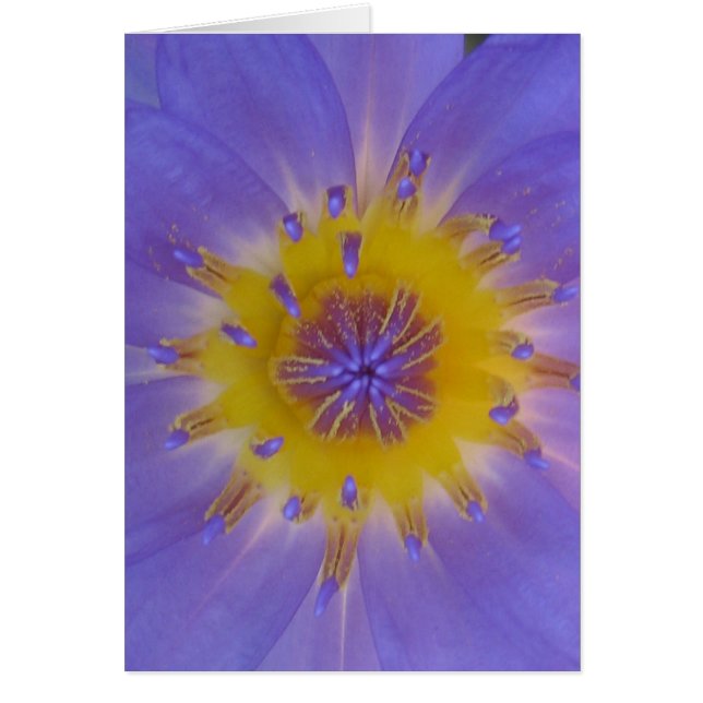 Waterlily happiness (Front)