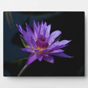 Waterlily Lotus Plaque