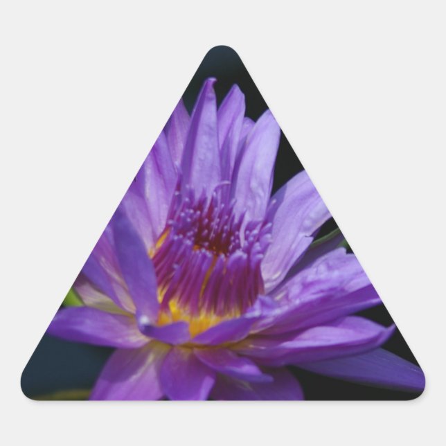 Waterlily Lotus Triangle Sticker (Front)