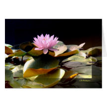 Waterlily Pink I