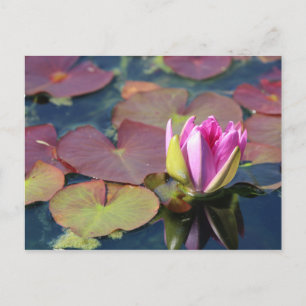 Waterlily postcard