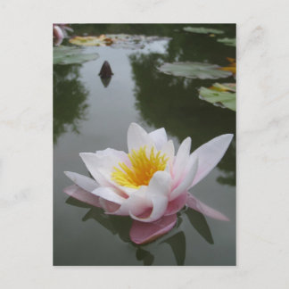 Waterlily postcard