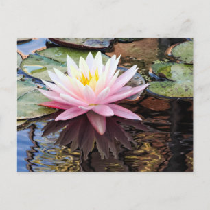 Waterlily Reflections Holiday Postcard