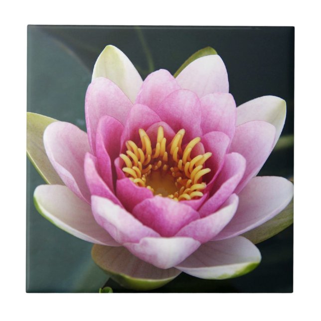 Waterlily Tile (Front)