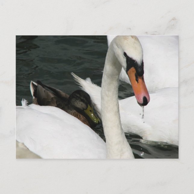 Watermead Country Park Postcard (Front)