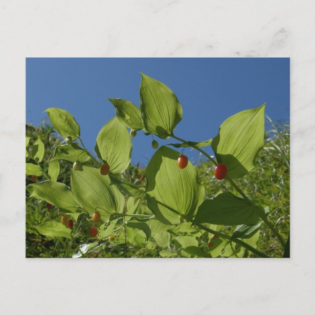 Watermelon Berries, Unalaska Island Postcard (Front)