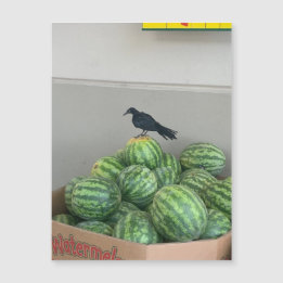 Watermelon Bird Magnet