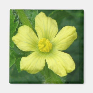 Watermelon Bloom Magnet