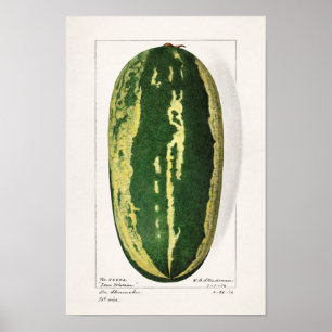 Watermelon (Citrullus Lanatus) Fruit Painting Poster