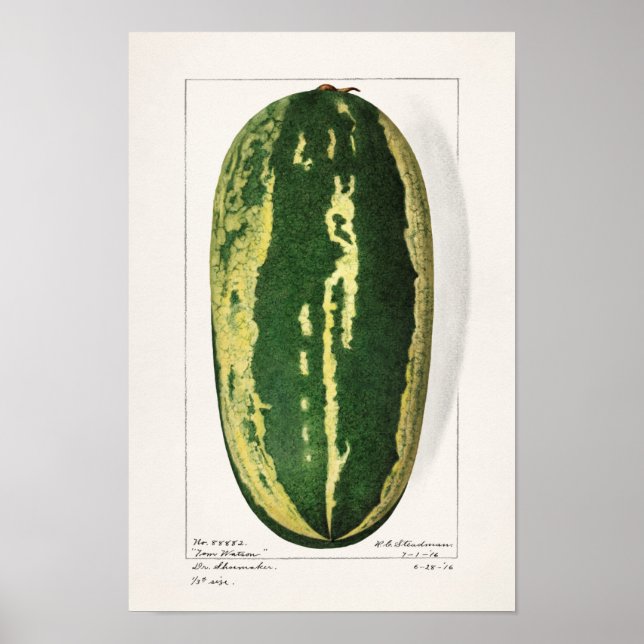Watermelon (Citrullus Lanatus) Fruit Painting Poster (Front)