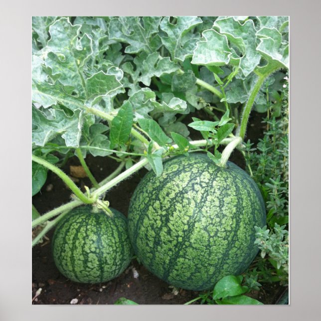 Watermelon Plant with Small Melons in Garden Poster (Front)