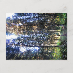 Waterton Valley Trail - Glacier National Park Postcard