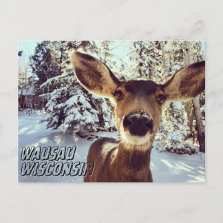 Wausau Wisconsin Postcard Cute Deer