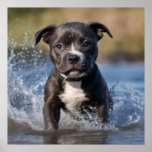 "Wave Chaser: A Staffy Puppy at Play in the Ocean" Poster