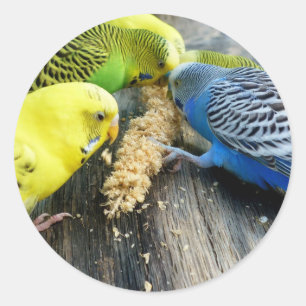 Wave tiche (Melopsittacus undulatus) Classic Round Sticker