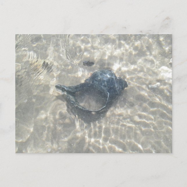 Wave-Washed Black Conch Seashell Postcard (Front)