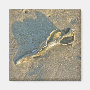 Wave-Washed Shell Cape Cod Items Magnet