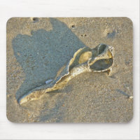 Wave-Washed Shell Cape Cod Items