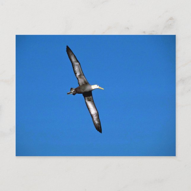 Waved Albatross In Flight Postcard (Front)