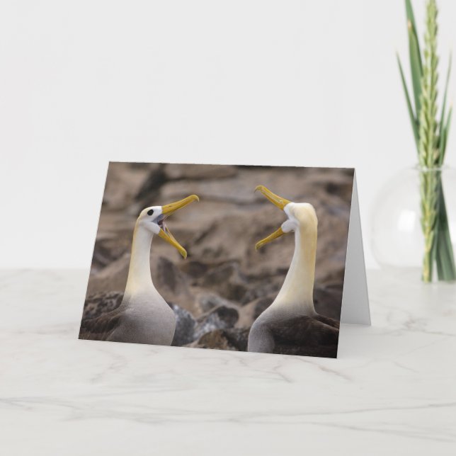 Waved albatross Phoebastria irrorata) pair in Card (Front)