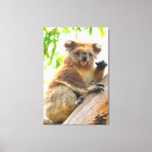 WAVING KOALA 32x48
