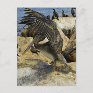 Waving Pelican Postcard