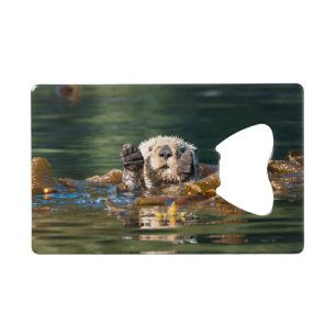 Waving Sea Otter