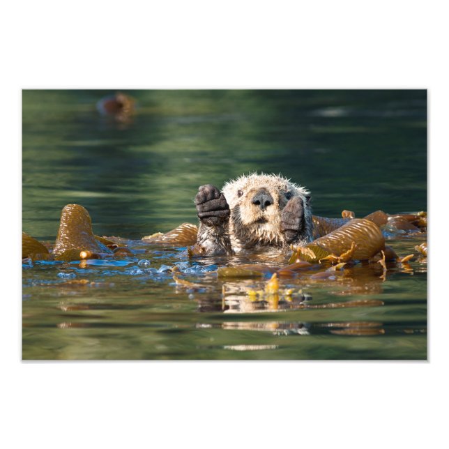 Waving Sea Otter Photo Print (Front)