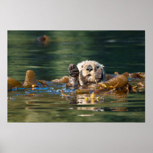 Waving Sea Otter Poster
