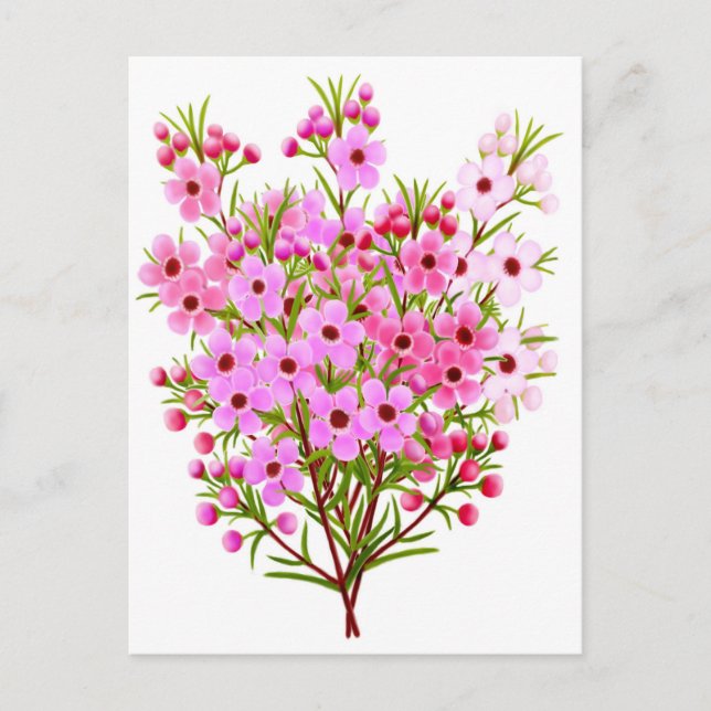 Wax Flower Bouquet Postcard (Front)