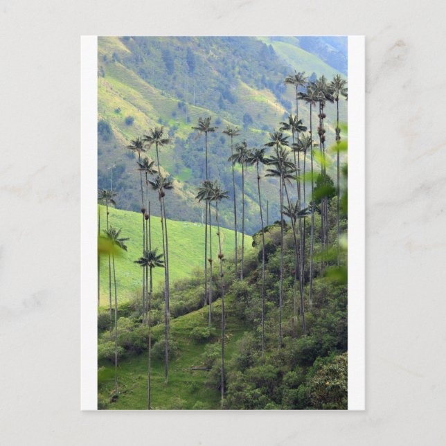 Wax palms Cocora valley Colombia Postcard (Front)