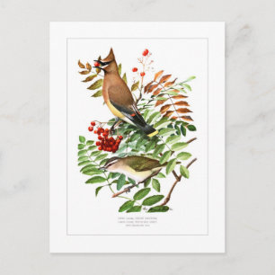 Waxwing and Vireo Postcard