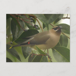 Waxwing with Berry Postcard