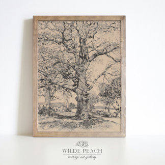 Wayside Inn Oaks in Spring vintage oak tree  Poster