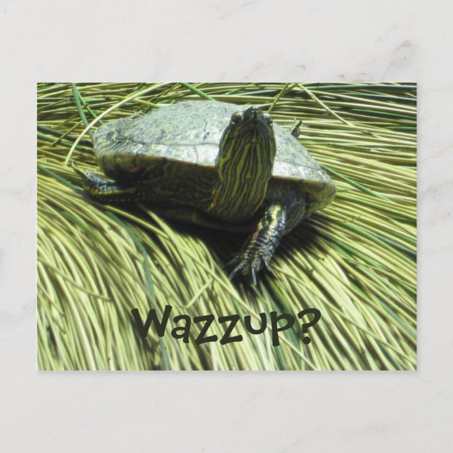 Wazzup postcard (Front)