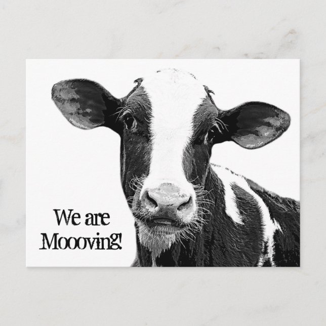 We are Moving! Moooving Change of Address Cow Announcement Postcard (Front)